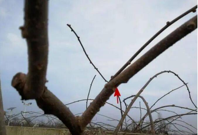 1720081178933268.jpg QQ截圖20240704160225.jpg